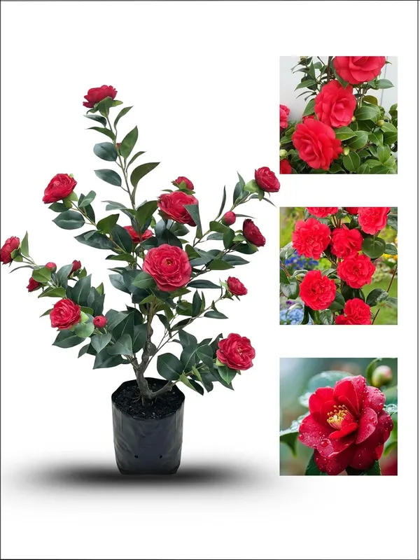 Camellia_Flowering_Plant_–_Elegant_Camellia_Japonica_for_Balcony,_Terrace_and_Home_Garden