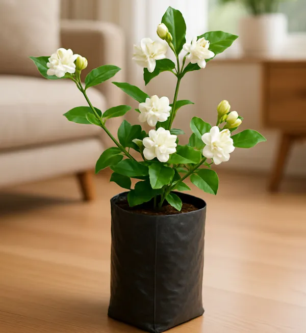 White_Madagasacar_Jasmine_Organic__Plant_For_Gardening