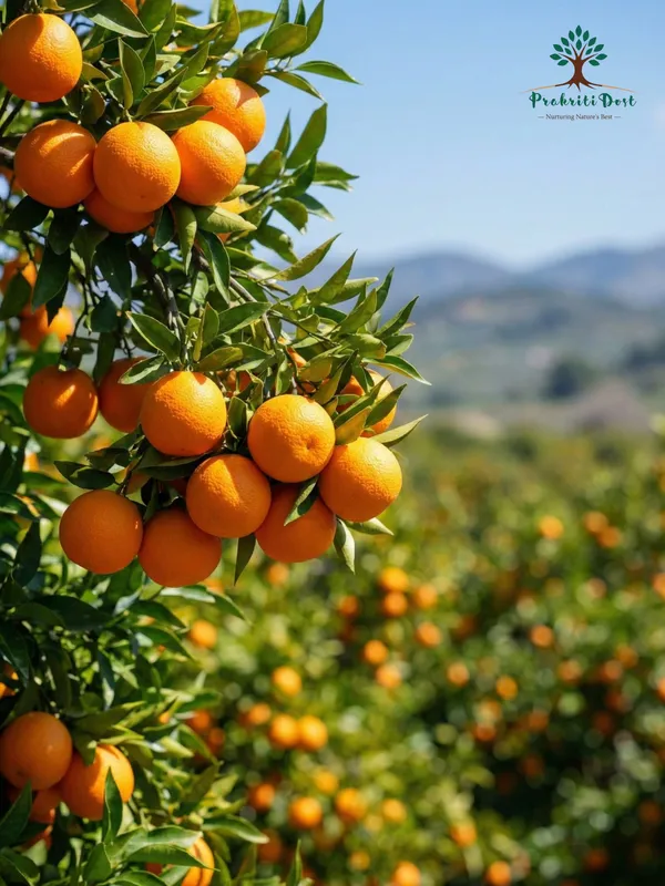 Select_Orange_Washington_Navel_Hybrid_Citrus_Live_Plant_for_Home_Gardening_–_PrakritiDost