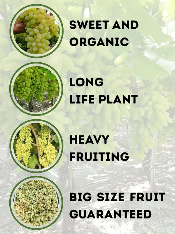 Grapes_Green_Fruit_Plant_–_Fast_Growing,_High_Yield_Sweet_Table_Grapes_for_Home_&_Terrace_Gardening