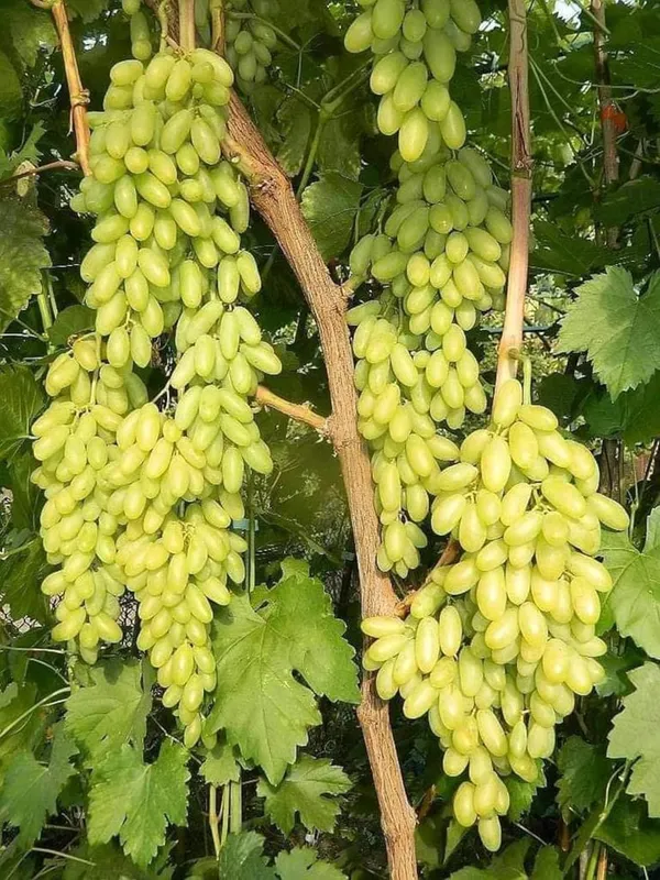 Grapes_Green_Fruit_Plant_–_Fast_Growing,_High_Yield_Sweet_Table_Grapes_for_Home_&_Terrace_Gardening