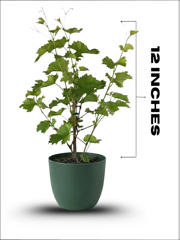 Grapes_Green_Fruit_Plant_–_Fast_Growing,_High_Yield_Sweet_Table_Grapes_for_Home_&_Terrace_Gardening