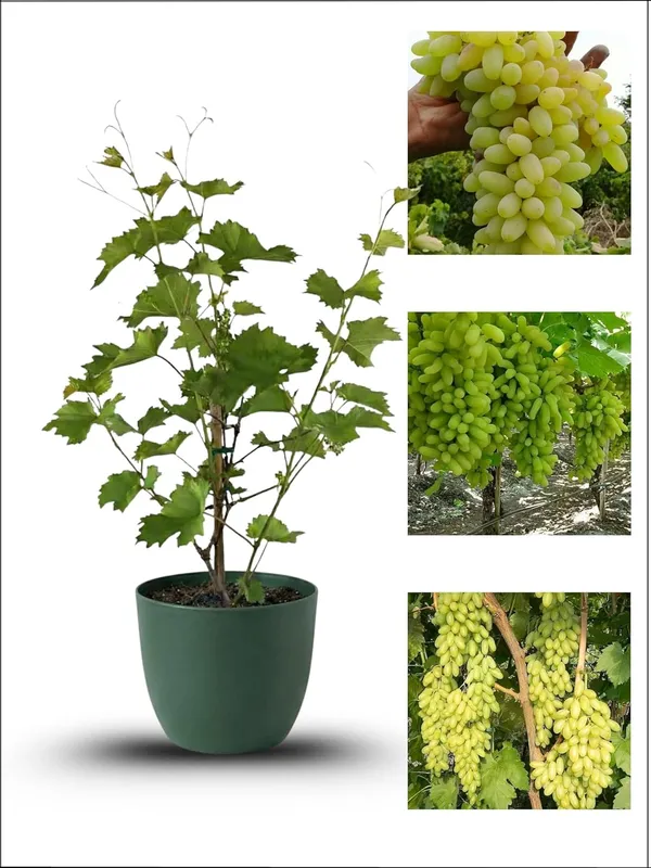 Grapes_Green_Fruit_Plant_–_Fast_Growing,_High_Yield_Sweet_Table_Grapes_for_Home_&_Terrace_Gardening