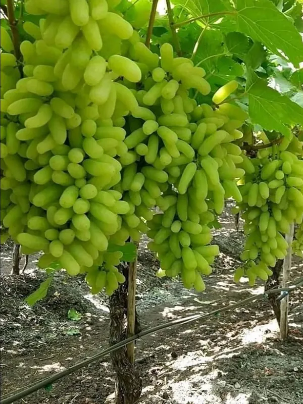 Grapes_Green_Fruit_Plant_–_Fast_Growing,_High_Yield_Sweet_Table_Grapes_for_Home_&_Terrace_Gardening