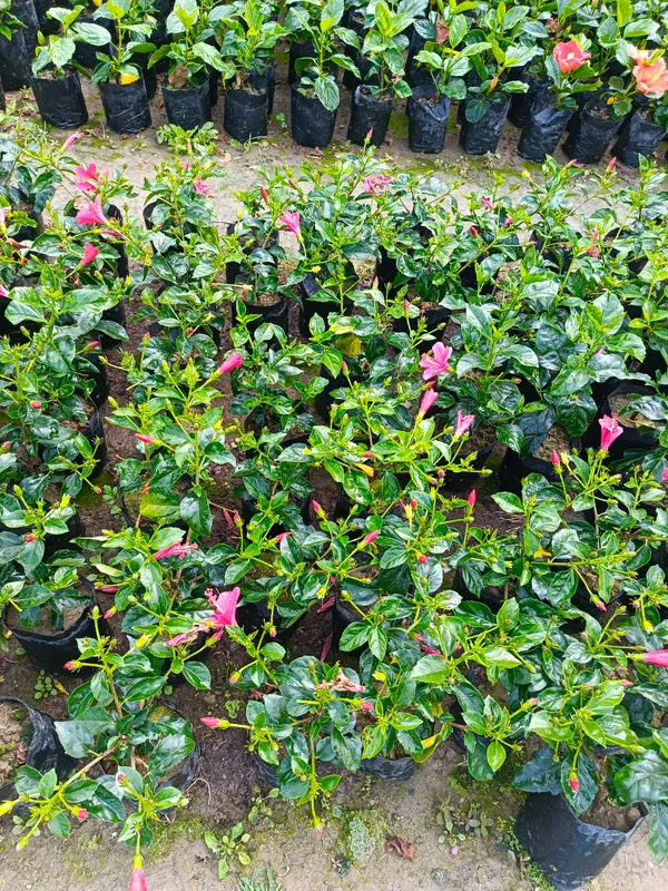Pink_Lokkhi_Hibiscus_Flower_Plant_–_Sacred_Lakshmi_Hibiscus_Heavy_Blooming_Variety_for_Home_&_Outdoor_Garden_PrakritiDost