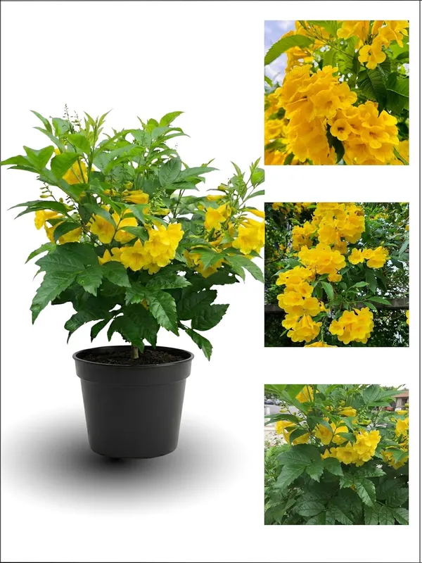 Tecoma_Yellow_Bell__Flower_Plant_–_Fast_Growing_Heavy_Blooming_Outdoor_Ornamental_Plant