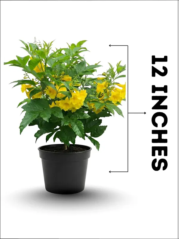 Tecoma_Yellow_Bell__Flower_Plant_–_Fast_Growing_Heavy_Blooming_Outdoor_Ornamental_Plant