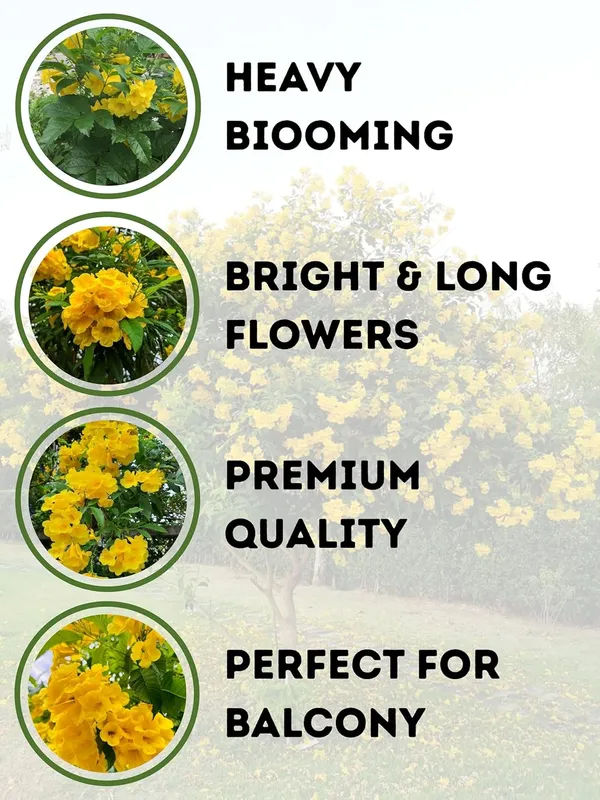 Tecoma_Yellow_Bell__Flower_Plant_–_Fast_Growing_Heavy_Blooming_Outdoor_Ornamental_Plant