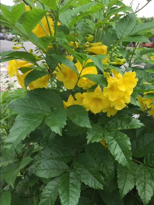 Tecoma_Yellow_Bell__Flower_Plant_–_Fast_Growing_Heavy_Blooming_Outdoor_Ornamental_Plant