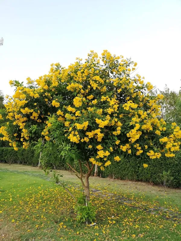 Tecoma_Yellow_Bell__Flower_Plant_–_Fast_Growing_Heavy_Blooming_Outdoor_Ornamental_Plant