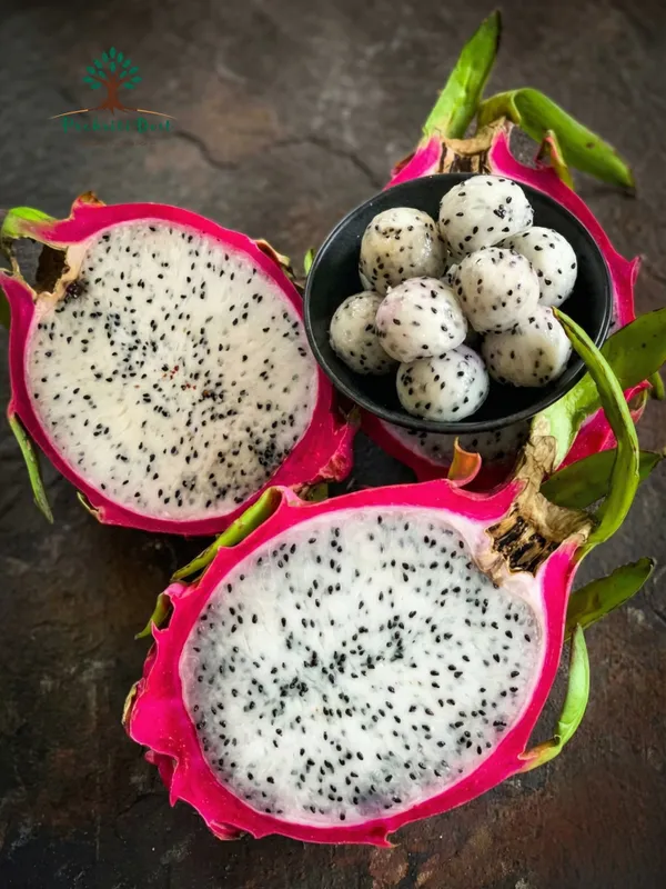 Select_Pink_&_White_Hybrid_Dragon_Fruit_Live_Plant_for_Home_Gardening_–_PrakritiDost