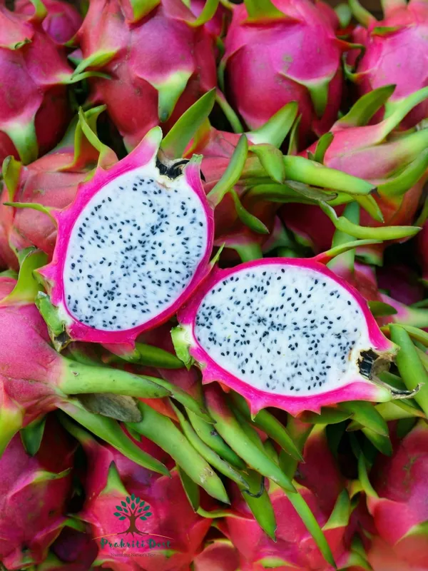 Select_Pink_&_White_Hybrid_Dragon_Fruit_Live_Plant_for_Home_Gardening_–_PrakritiDost