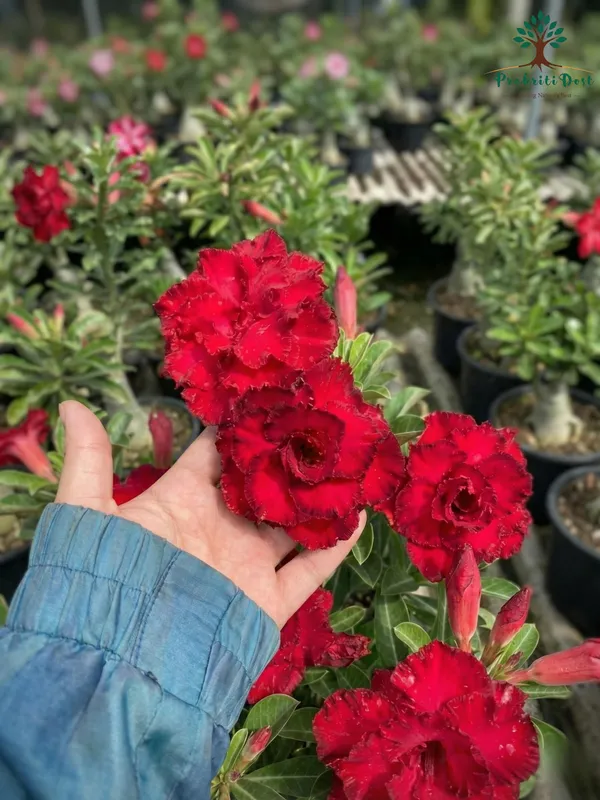Grafted_Adenium_Elegant_Red_Rosey_Live_Plant_for_Decorative_Gardening_–_PrakritiDost