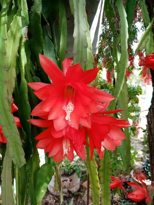Pink_Bramha_Kamal_Orange_Organic_Plant_For_Gardening