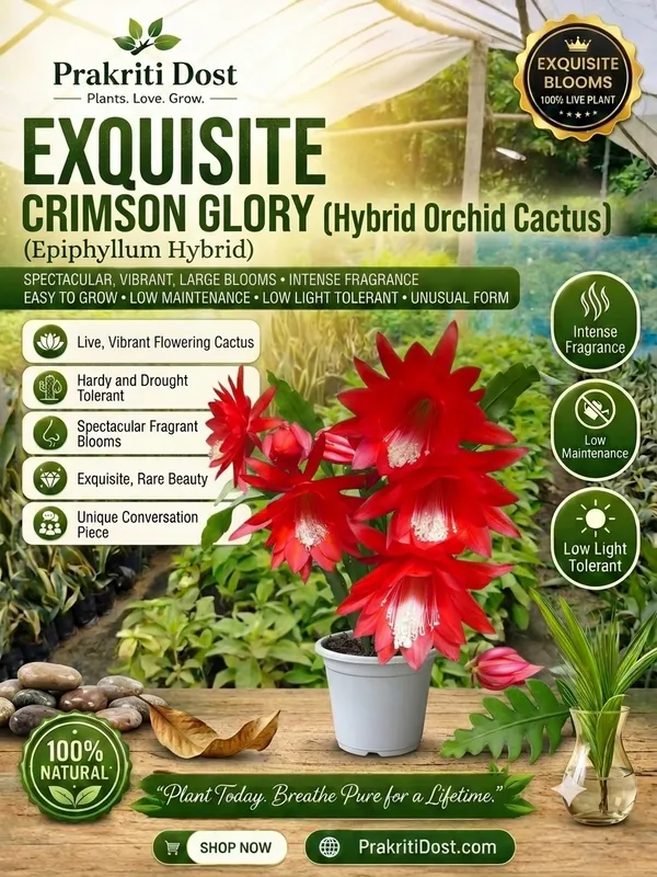 Pink_Bramha_Kamal_Orange_Organic_Plant_For_Gardening