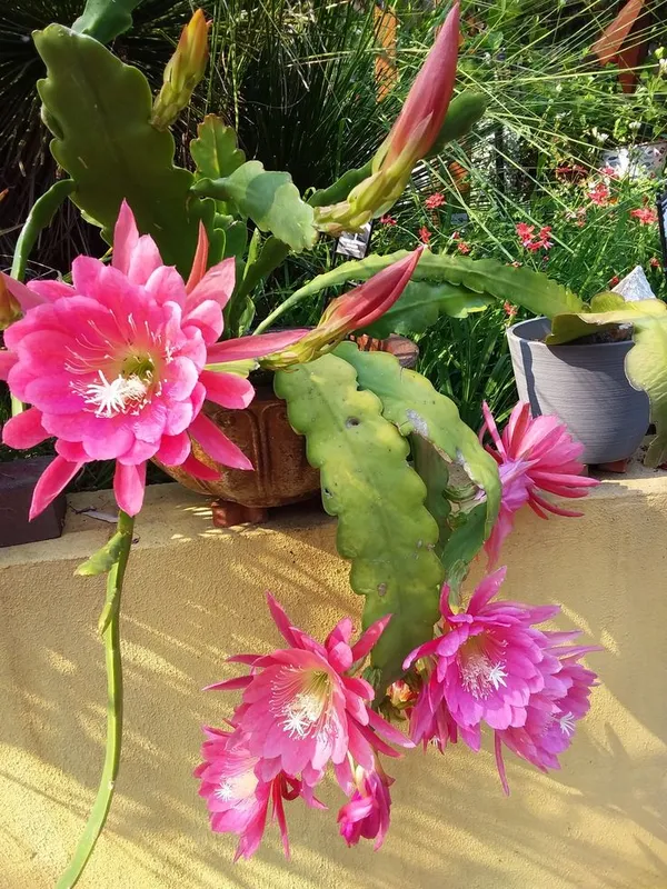 Pink_Bramha_Kamal_Orange_Organic_Plant_For_Gardening