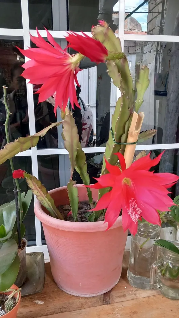 Pink_Bramha_Kamal_Orange_Organic_Plant_For_Gardening