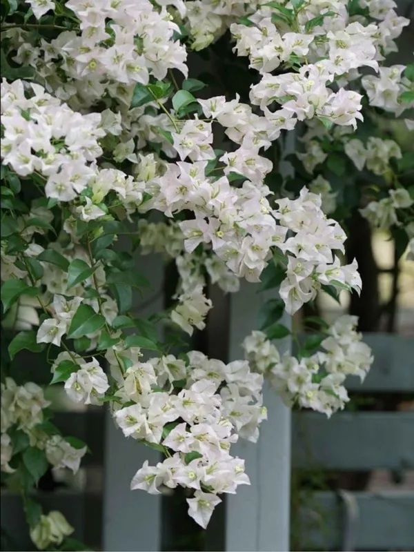 Bougainvillea__Flower_Plant_–_Heavy_Blooming_Fast_Growing_Outdoor_&_Balcony_Garden_Variety_(Nursery_Healthy_Sapling)