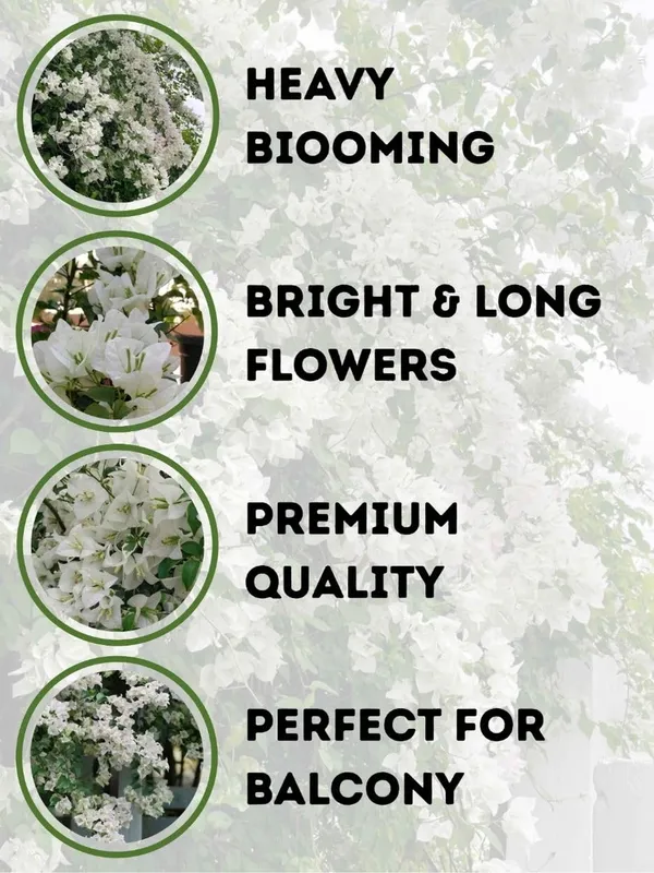 Bougainvillea__Flower_Plant_–_Heavy_Blooming_Fast_Growing_Outdoor_&_Balcony_Garden_Variety_(Nursery_Healthy_Sapling)