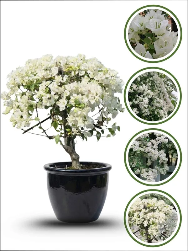 Bougainvillea__Flower_Plant_–_Heavy_Blooming_Fast_Growing_Outdoor_&_Balcony_Garden_Variety_(Nursery_Healthy_Sapling)