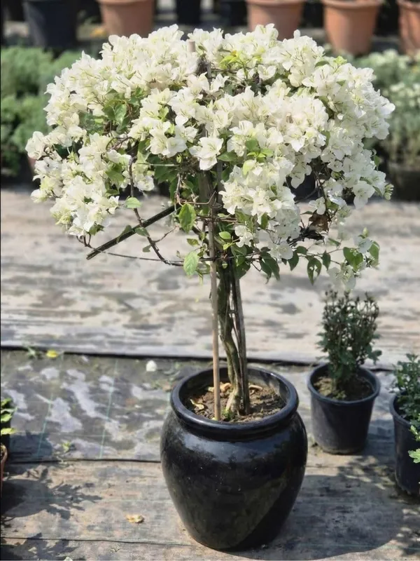 Bougainvillea__Flower_Plant_–_Heavy_Blooming_Fast_Growing_Outdoor_&_Balcony_Garden_Variety_(Nursery_Healthy_Sapling)