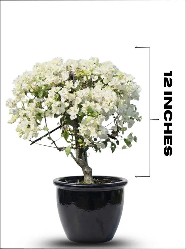 Bougainvillea__Flower_Plant_–_Heavy_Blooming_Fast_Growing_Outdoor_&_Balcony_Garden_Variety_(Nursery_Healthy_Sapling)