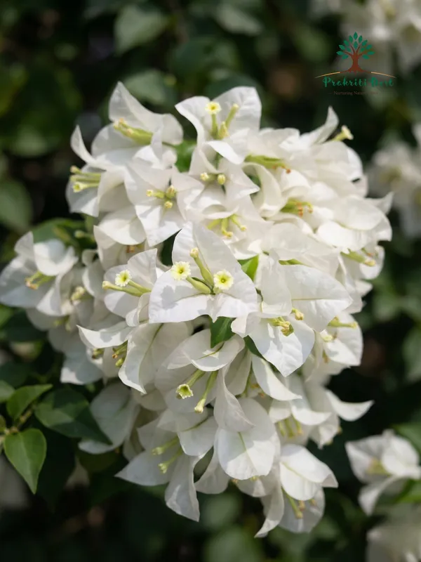 Elegant_Pure_White_Bougainvillea_Flowering_Live_Plant_for_Ornamental_Gardening_–_PrakritiDost
