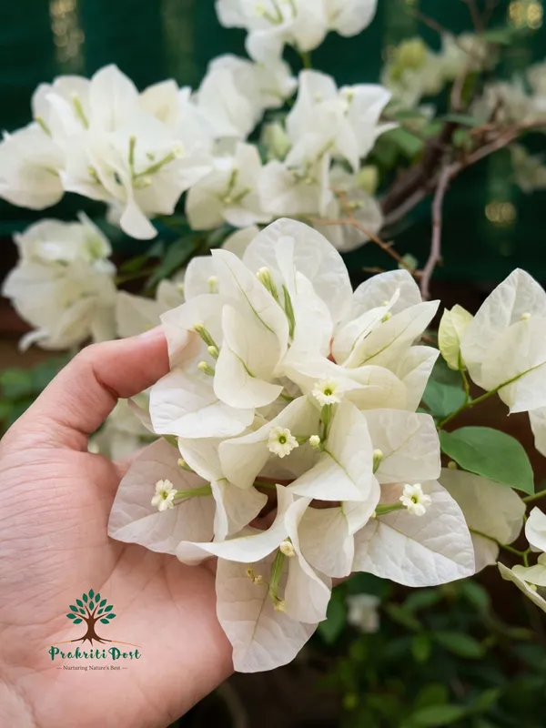 Elegant_Pure_White_Bougainvillea_Flowering_Live_Plant_for_Ornamental_Gardening_–_PrakritiDost