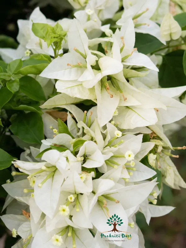 Elegant_Pure_White_Bougainvillea_Flowering_Live_Plant_for_Ornamental_Gardening_–_PrakritiDost