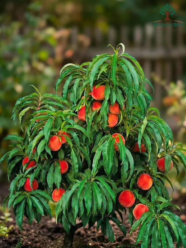 PrakritiDost_Compact_Peach__Plant_–_Red_Fruiting_Garden_Variety