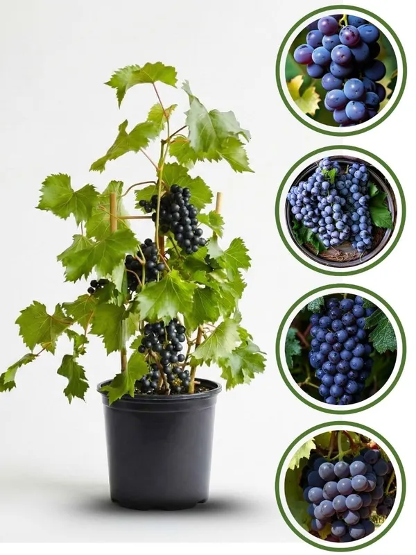 Grapes_Black___Fruit_Plant_–_Fast_Growing_Heavy_Fruiting_Vine_for_Balcony,_Terrace_&_Outdoor_Home_Garden_(Hybrid_Nursery_Sapling)