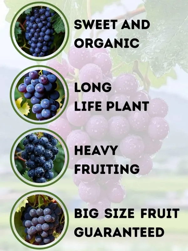 Grapes_Black___Fruit_Plant_–_Fast_Growing_Heavy_Fruiting_Vine_for_Balcony,_Terrace_&_Outdoor_Home_Garden_(Hybrid_Nursery_Sapling)