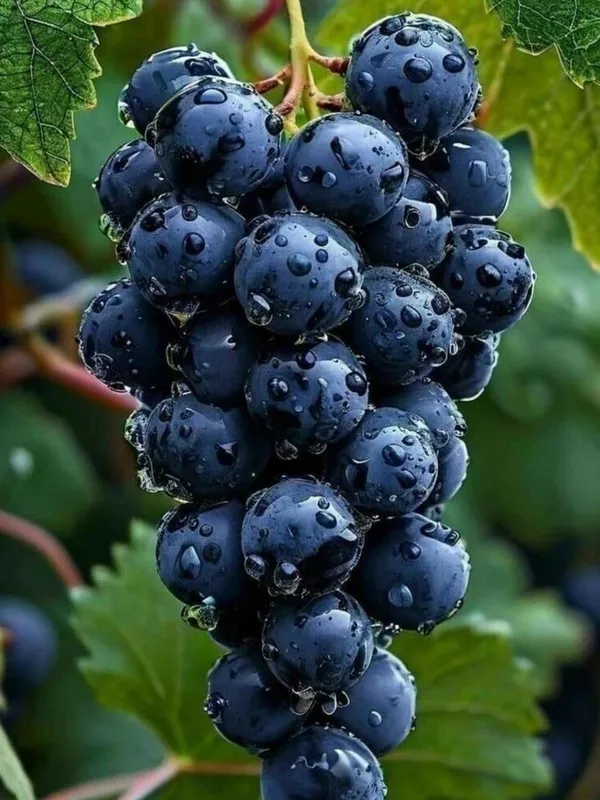 Grapes_Black___Fruit_Plant_–_Fast_Growing_Heavy_Fruiting_Vine_for_Balcony,_Terrace_&_Outdoor_Home_Garden_(Hybrid_Nursery_Sapling)