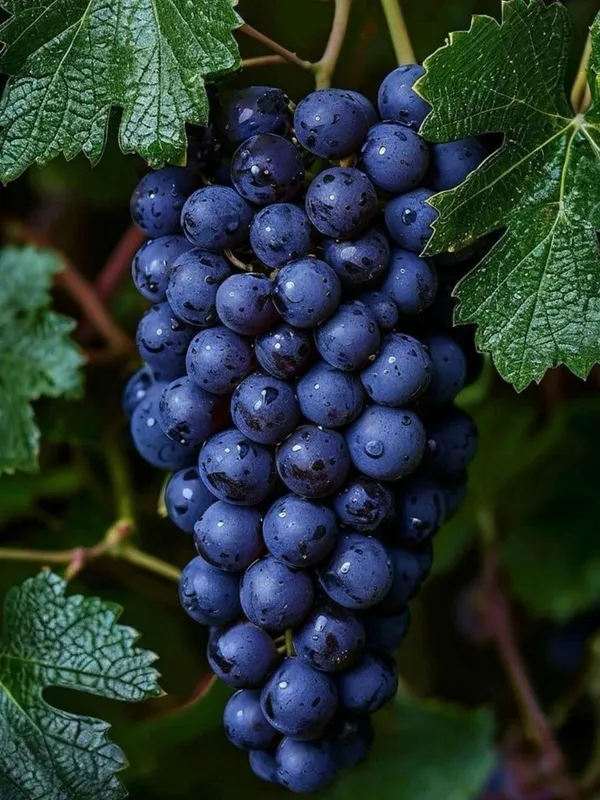 Grapes_Black___Fruit_Plant_–_Fast_Growing_Heavy_Fruiting_Vine_for_Balcony,_Terrace_&_Outdoor_Home_Garden_(Hybrid_Nursery_Sapling)