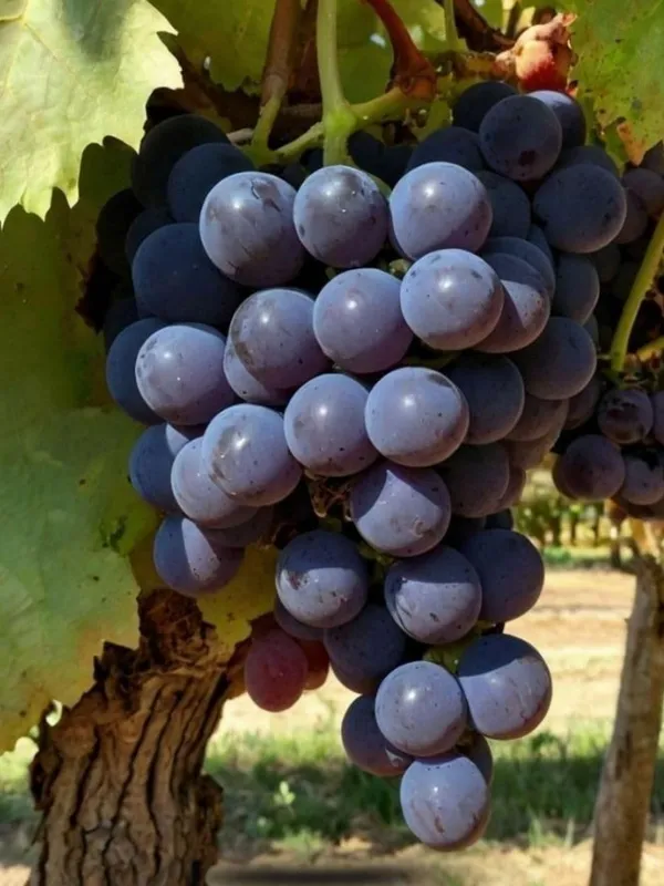 Grapes_Black___Fruit_Plant_–_Fast_Growing_Heavy_Fruiting_Vine_for_Balcony,_Terrace_&_Outdoor_Home_Garden_(Hybrid_Nursery_Sapling)