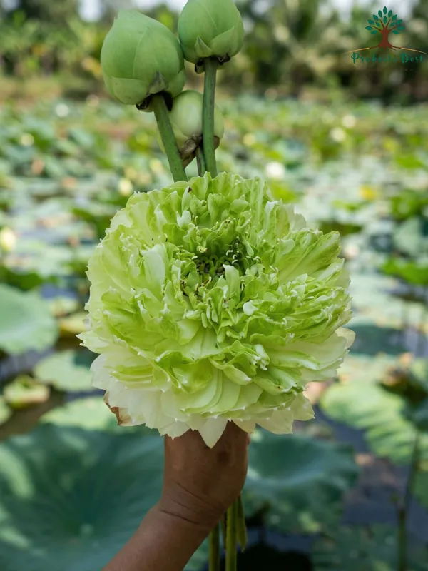 Elegant_White_Baby_Doll_Lotus_Tuber_Live_Plant_for_Water_Gardening_–_PrakritiDost