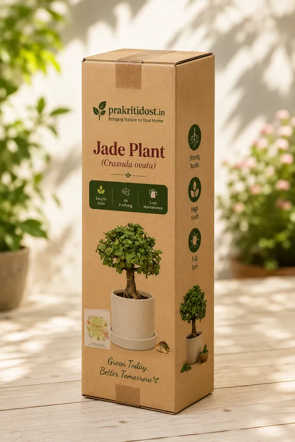 Jade_Plant_Organic__Plant_For_Gardening