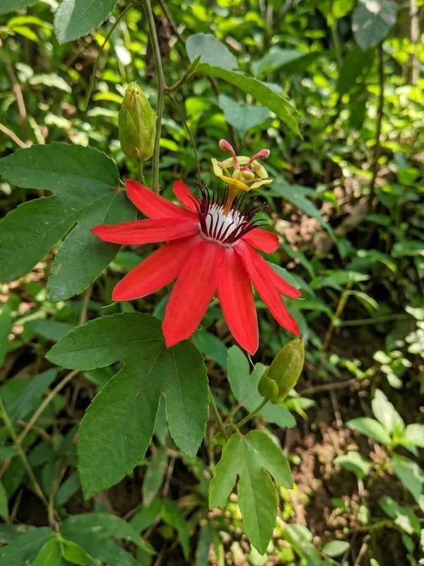Red_Passion_Flower_Red_Organic__Plant_For_Gardening