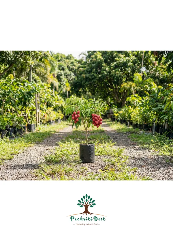 Select_Red_Seedless_Grafted_Litchi_for_Home_Gardening_–_PrakritiDost