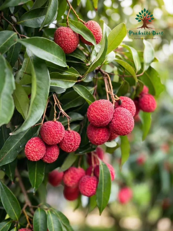 Select_Red_Seedless_Grafted_Litchi_for_Home_Gardening_–_PrakritiDost