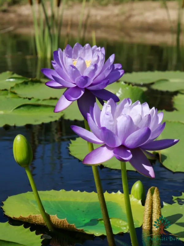 Elegant_Red_Blue_Star_Lotus_Tuber_Live_Plant_for_Water_Gardening_–_PrakritiDost