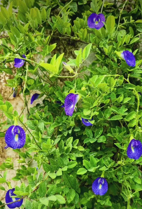 Aparajita_Live_Flowering_Plant_–_Fast_Growing_Butterfly_Pea_Vine_for_Home_and_Outdoor_Garden