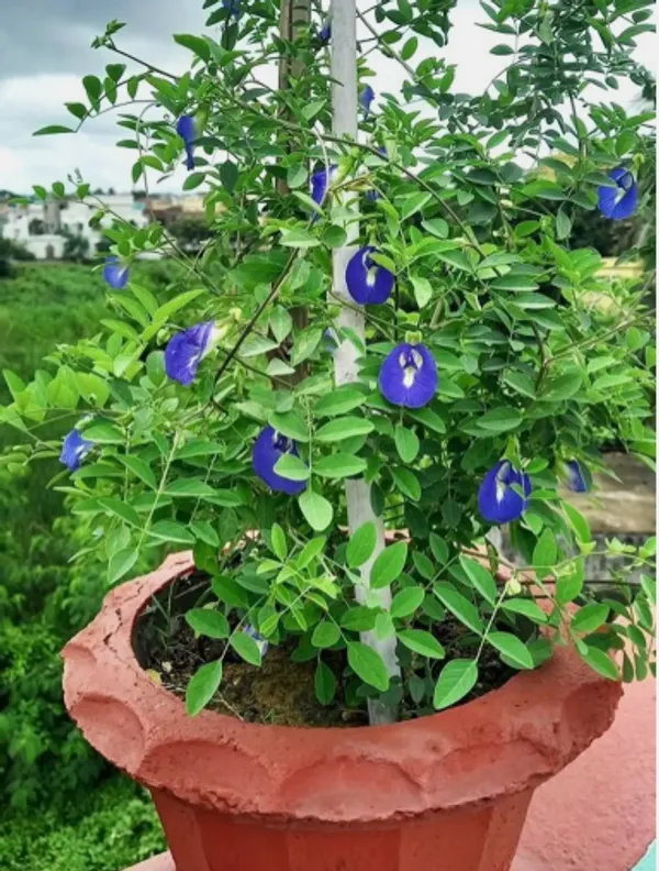 Aparajita_Live_Flowering_Plant_–_Fast_Growing_Butterfly_Pea_Vine_for_Home_and_Outdoor_Garden