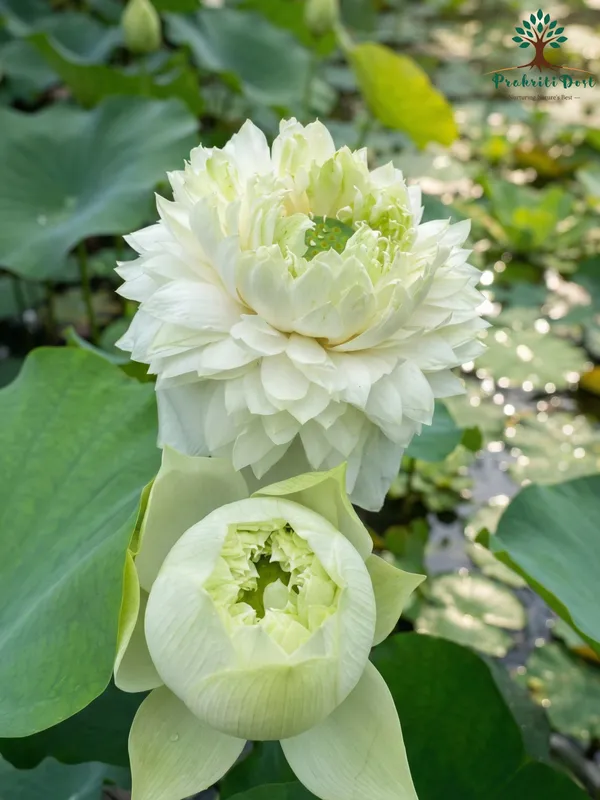 Elegant_Yellow_Land_Lotus,YELLOW-TUBER_Flowering_Plant_for_Home_Gardening_–_PrakritiDost