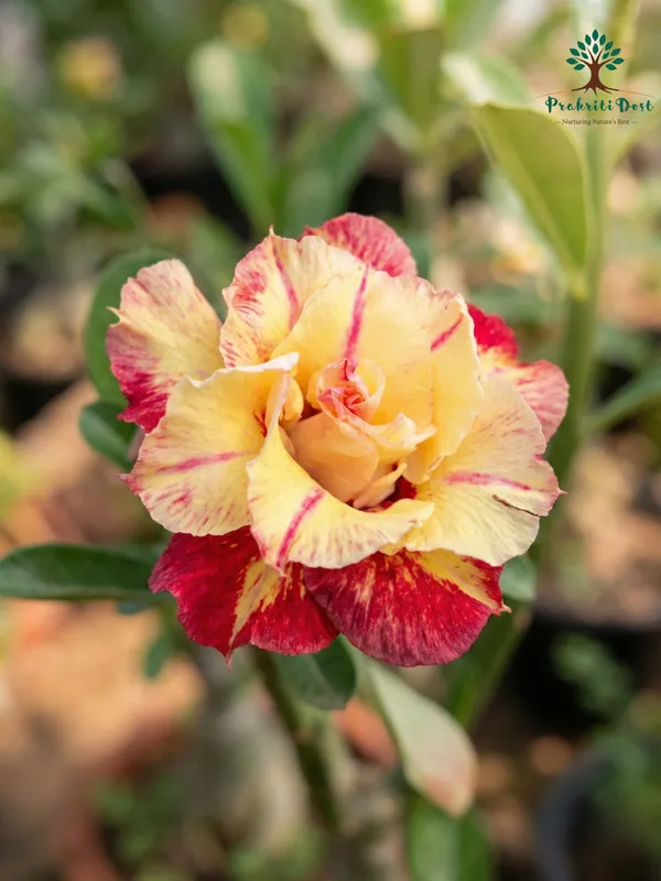 Elegant_Yellow_Hybrid_Adenium_Live_Plant_for_Decorative_Gardening_–_PrakritiDost