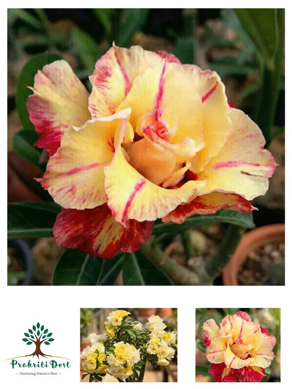 Elegant_Yellow_Hybrid_Adenium_Live_Plant_for_Decorative_Gardening_–_PrakritiDost