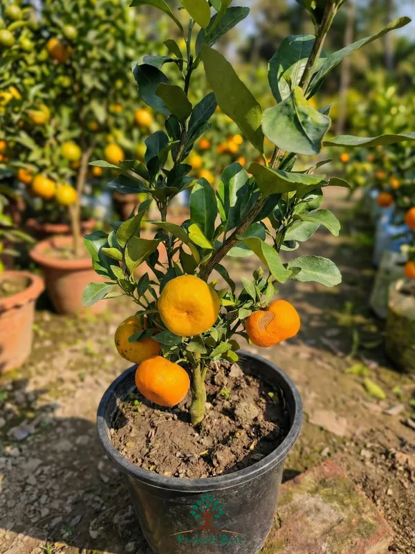 Select_Orange_Pell_Sweet_Hybrid_Citrus_Live_Plant_for_Home_Gardening_–_PrakritiDost