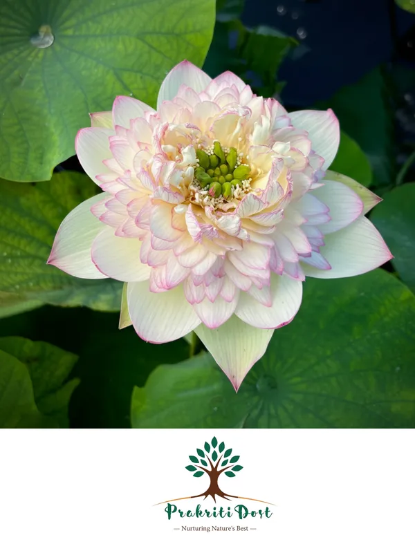 Elegant_White-Green_Maiden_Lotus_Tuber_Live_Plant_for_Water_Gardening_–_PrakritiDost