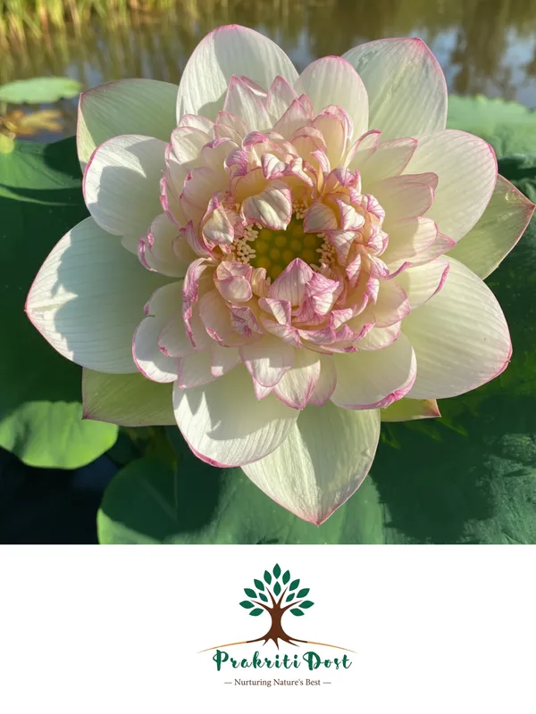 Elegant_White-Green_Maiden_Lotus_Tuber_Live_Plant_for_Water_Gardening_–_PrakritiDost