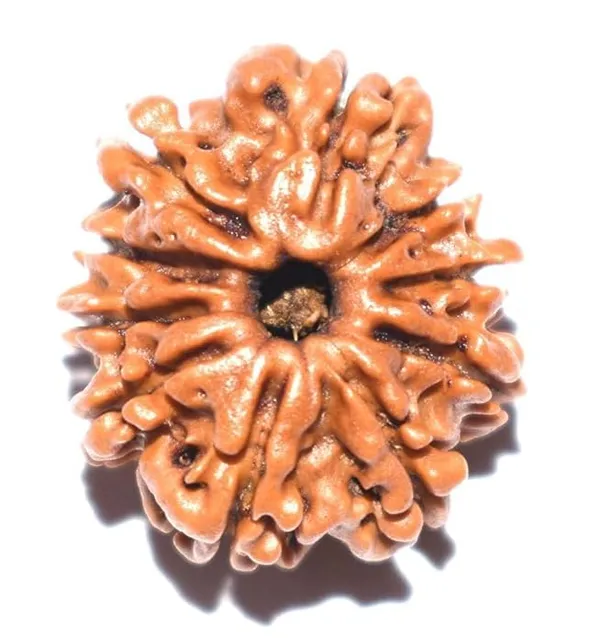 10_Mukhi_Original_Rudraksha_Bead_Natural_&_Energized_Rudraksha_For_Men_&_Women